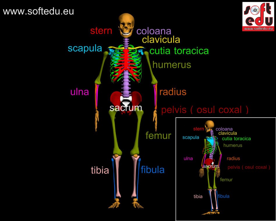 Curs video anatomie umana